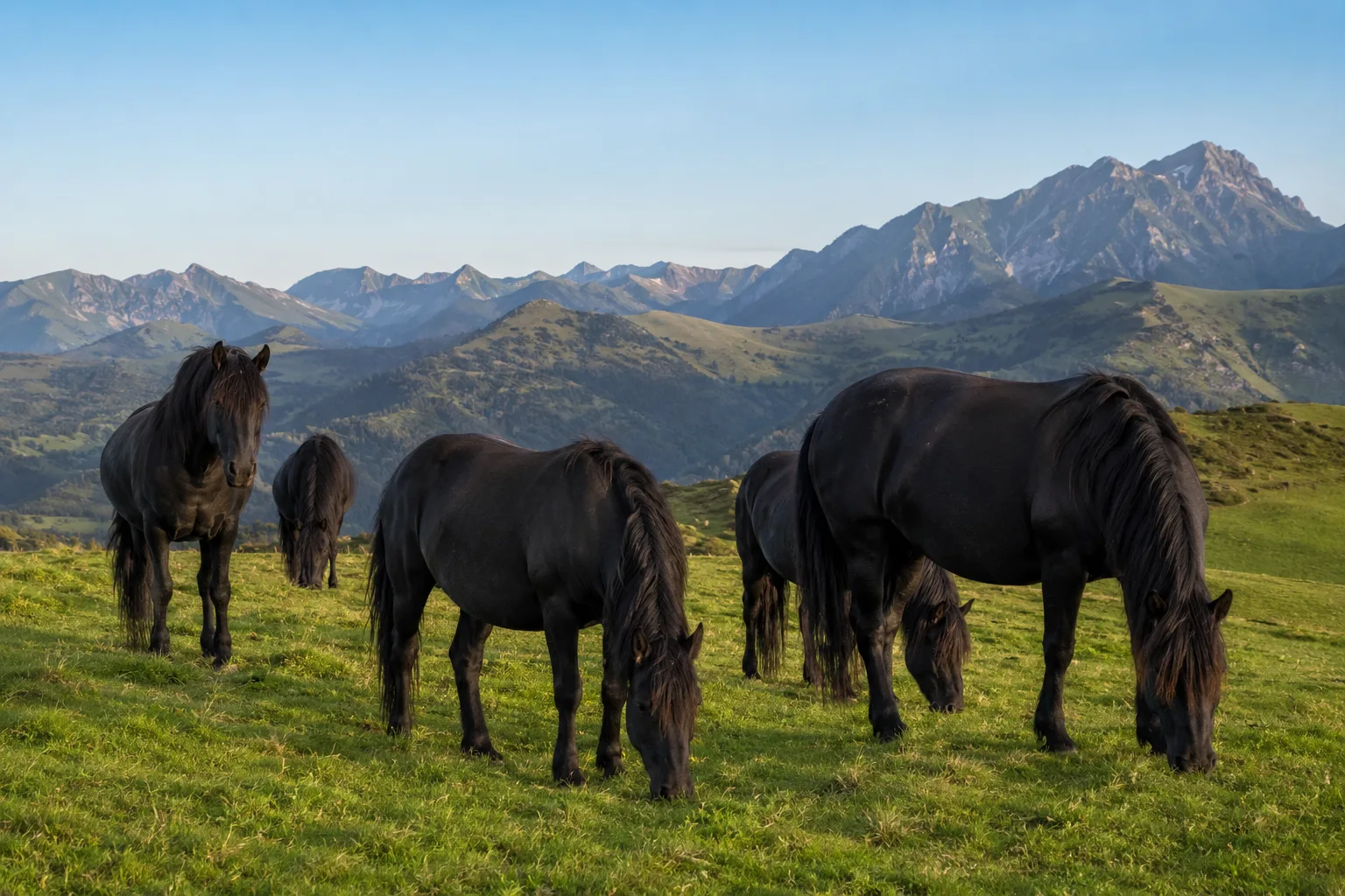 Herd of black Mérens horses grazing in a Pyrenean mountain landscape