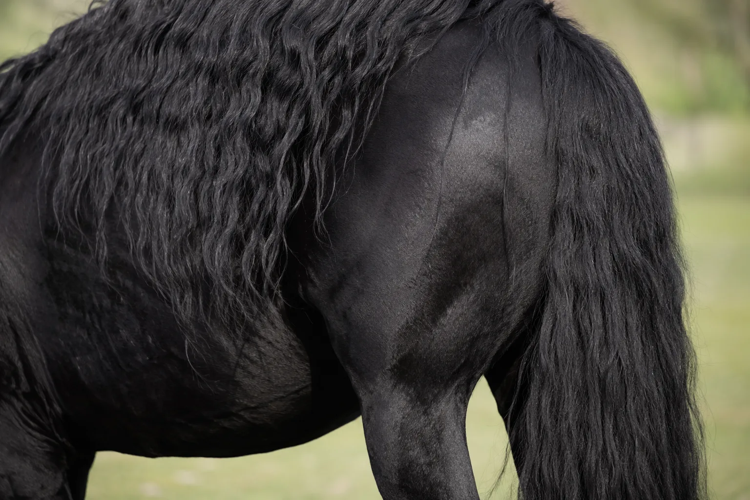 Detail of the thick, black mane and tail of a Mérens horse