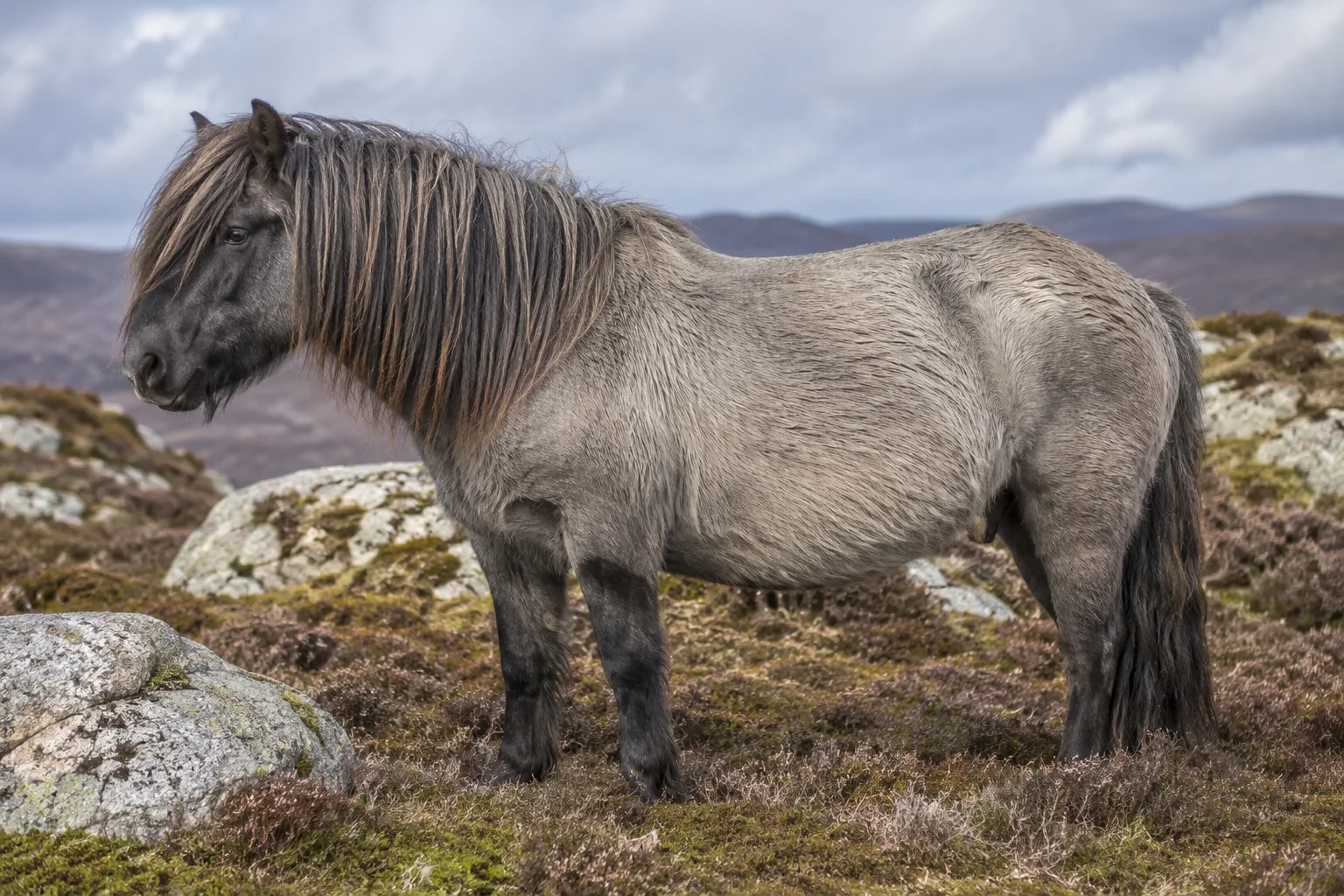Bay Morgan horse, in profile, in a lush green pasture, showcasing its compact and muscular build.