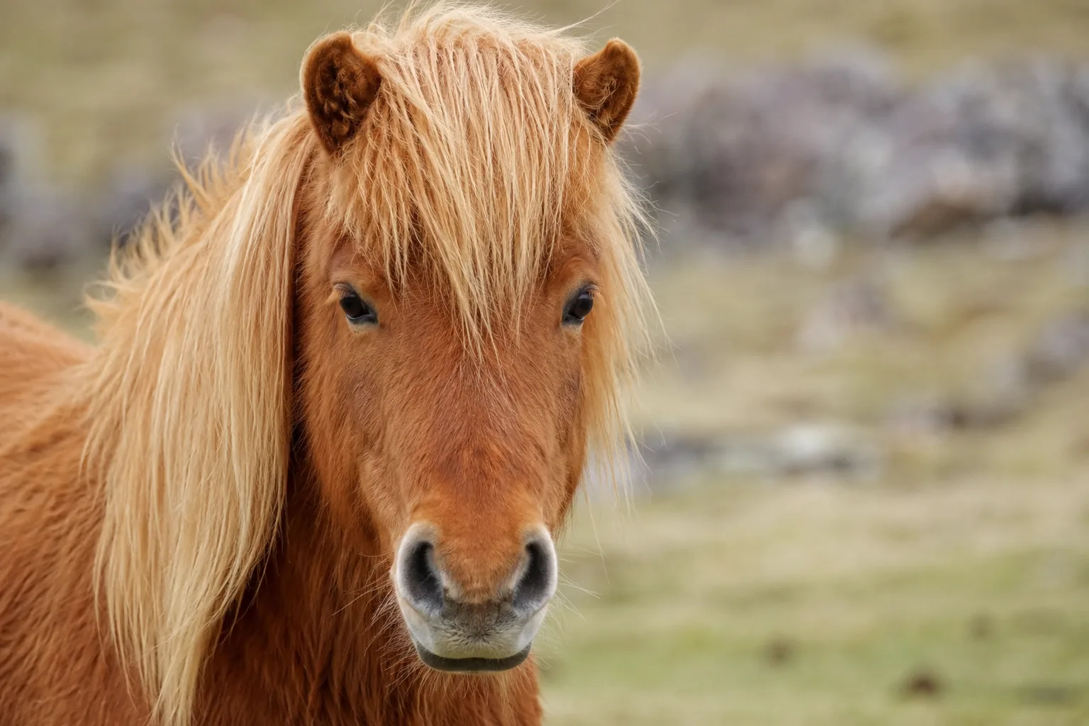Close-up of a refined Morgan horse head, with its large, expressive eyes and straight profile.