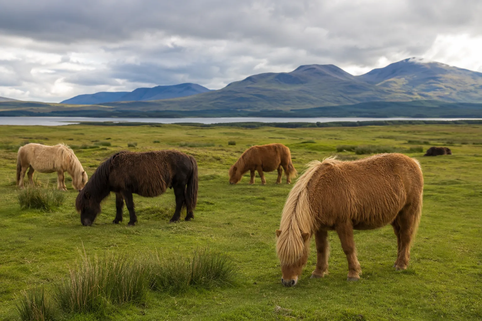 Several Morgan horses of different colors grazing peacefully in a New England landscape.