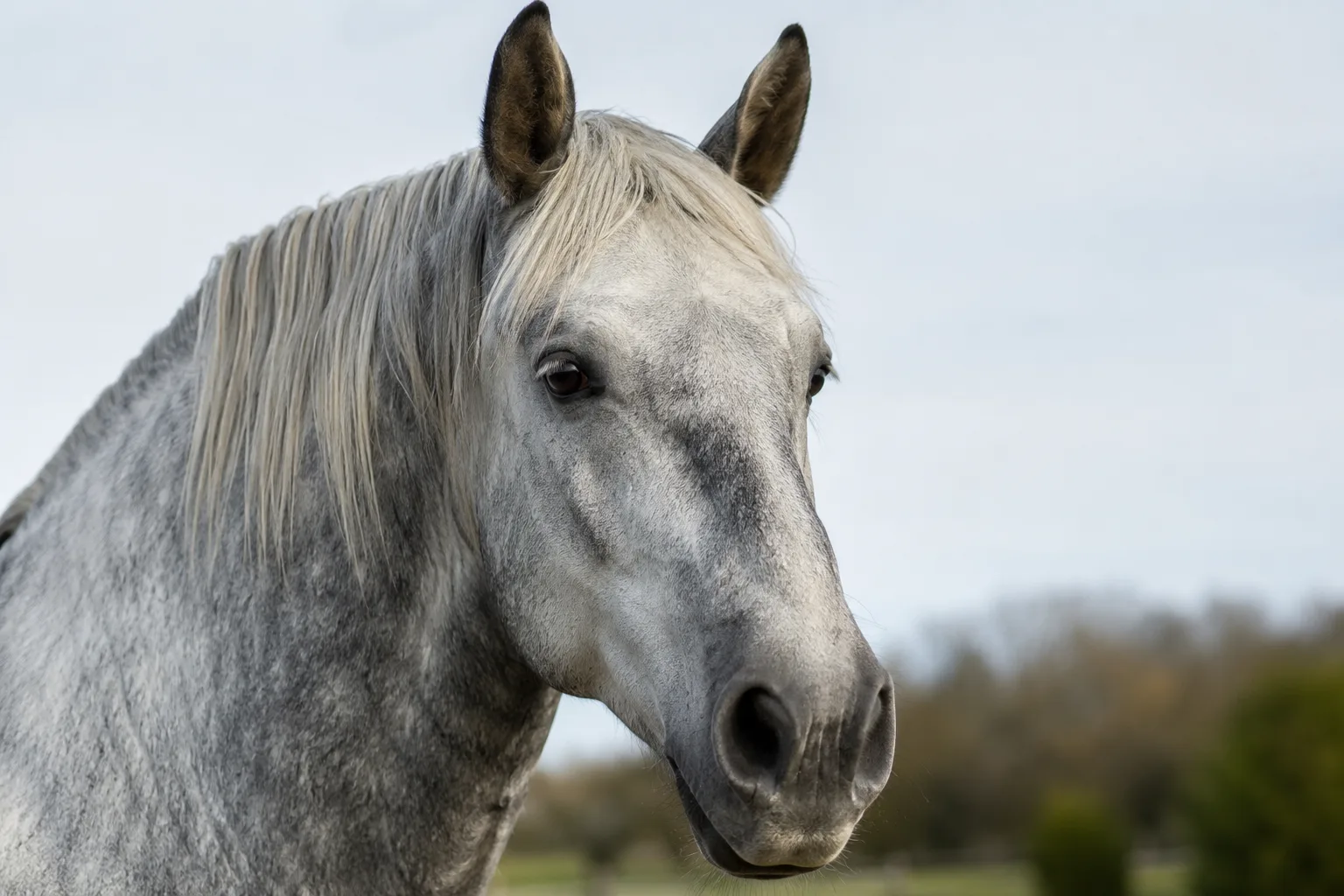 Close-up portrait of a grey Percheron's head, highlighting its lively eyes and straight profile.