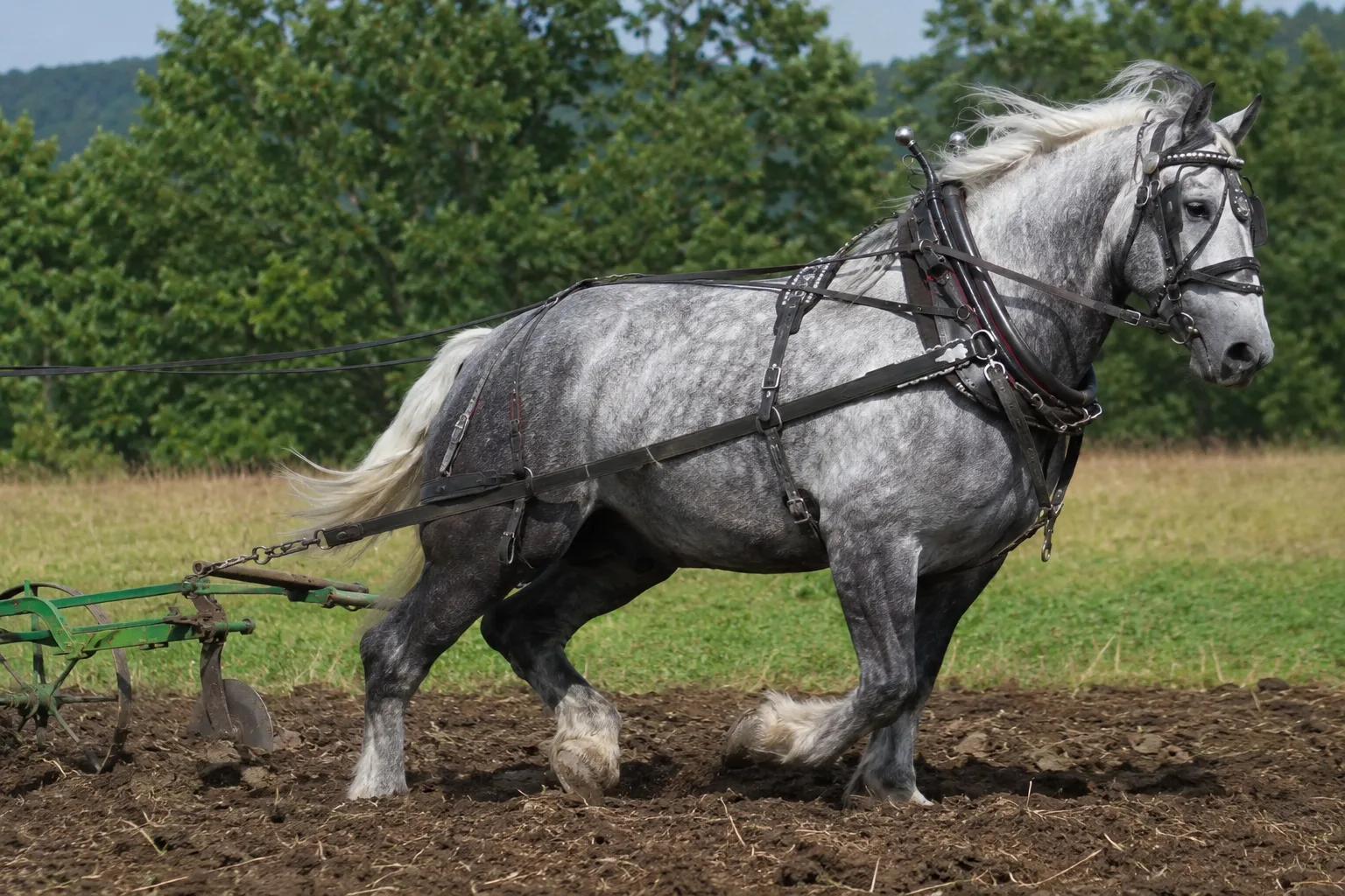 Black Percheron in full effort, pulling a plow in a tilled field, dynamic movement.