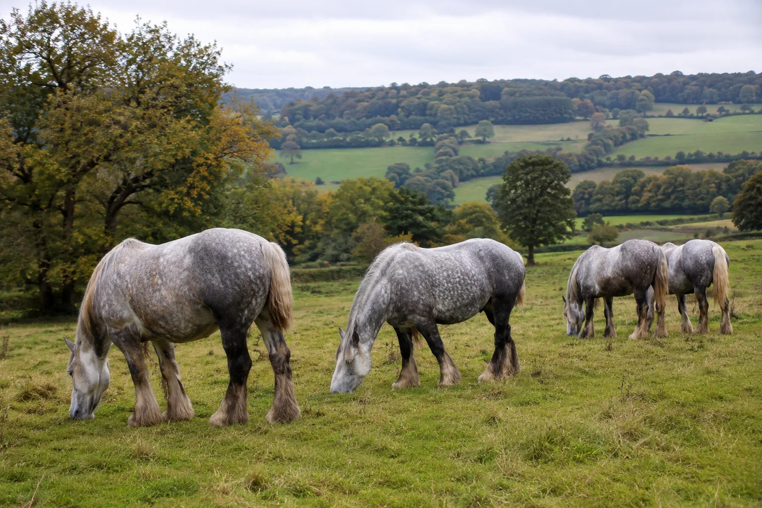 Several Percherons (grey and black) grazing peacefully in a large, rolling meadow.