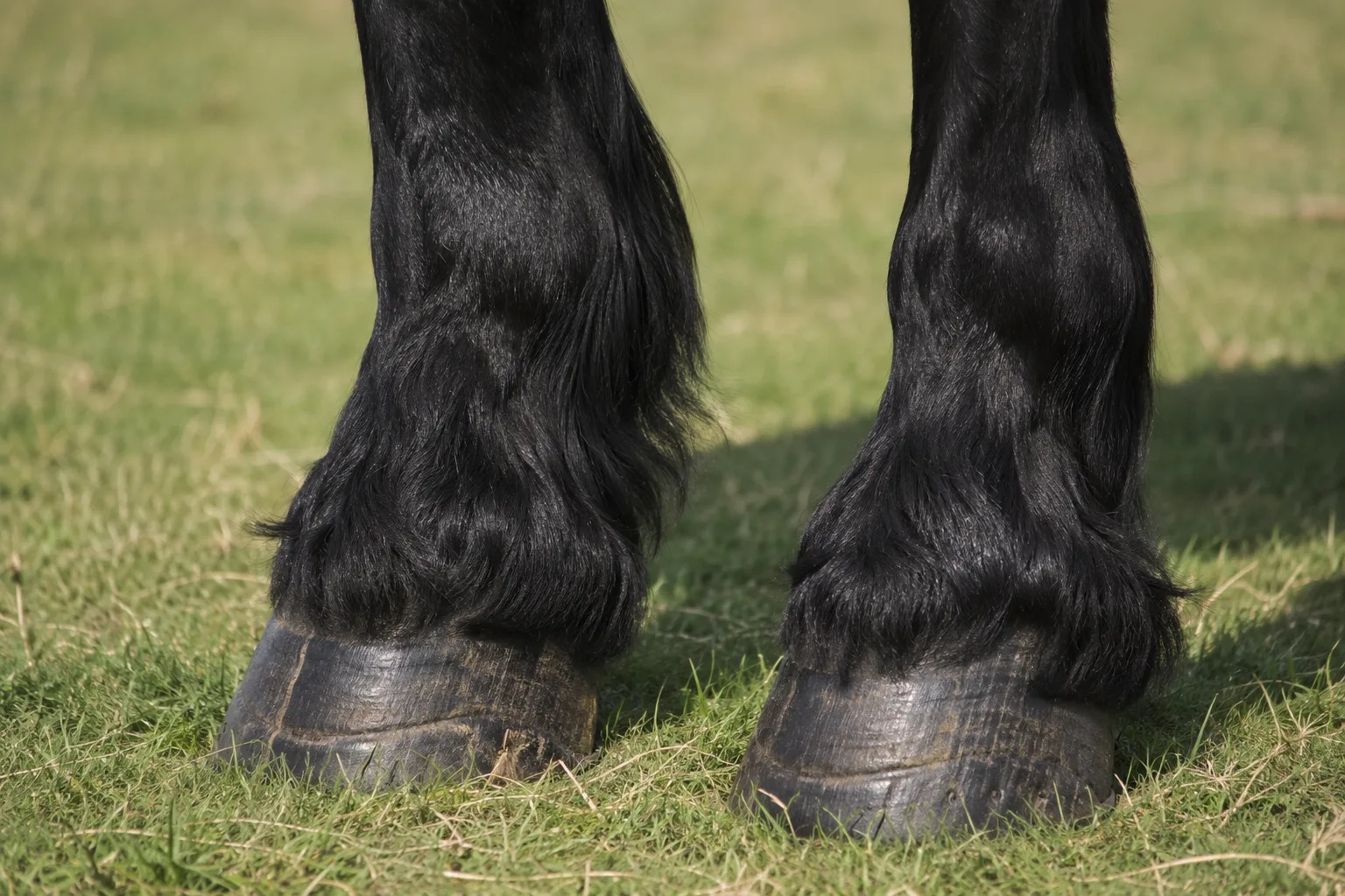 Detail of the lower limbs of a black Percheron, showing the fine feathering and robust hooves.