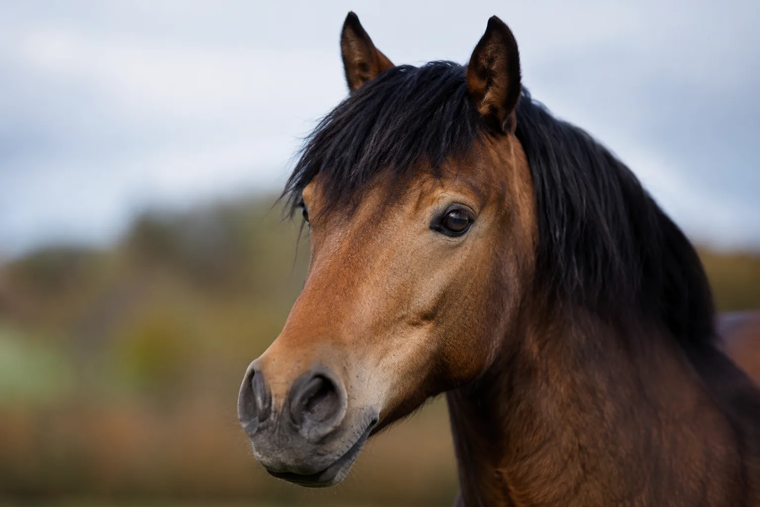 Realistic close-up of a Highland Pony's head, showing its expressive eyes and straight profile