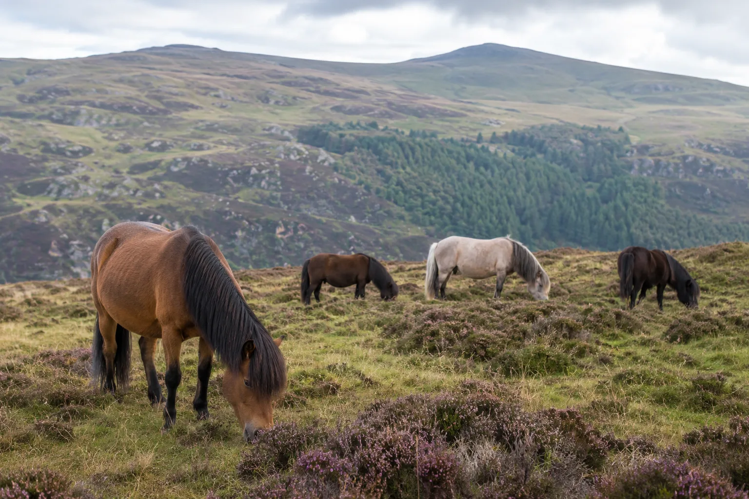Herd of Highland Ponies grazing in a large Scottish meadow with mountains in the background