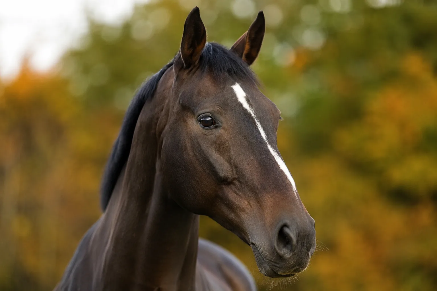 Realistic close-up of a New Forest Pony's head, highlighting its large expressive eyes and straight profile.