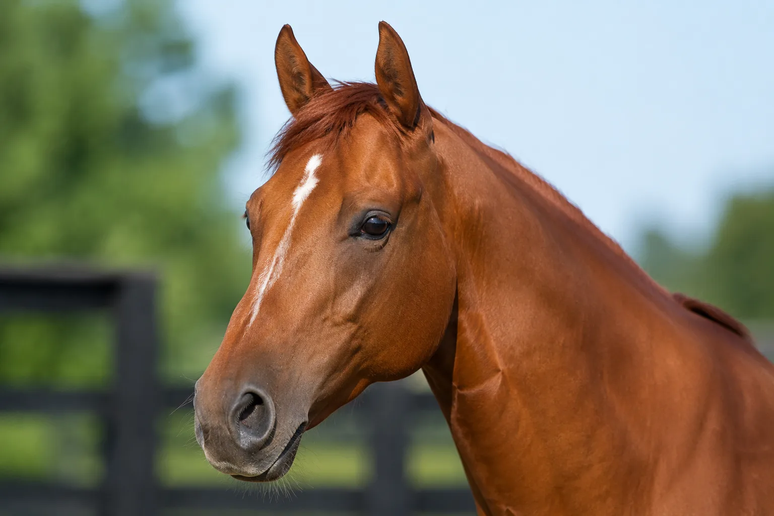 Close-up of the head of a chestnut Thoroughbred, highlighting its large, lively eyes and wide nostrils.