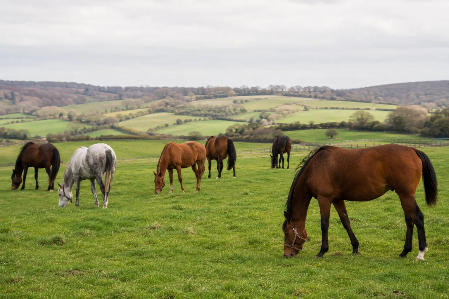 A group of Thoroughbreds (bays and chestnuts) grazing peacefully in a large pasture in England.