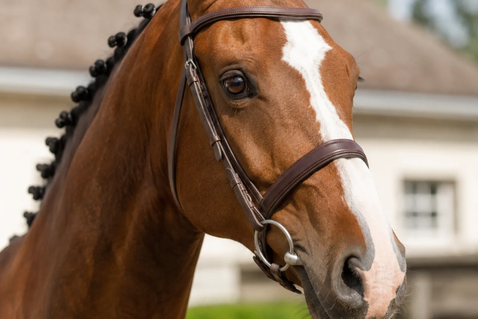 Close-up of a Selle Français horse's head, highlighting its lively eyes and straight profile.