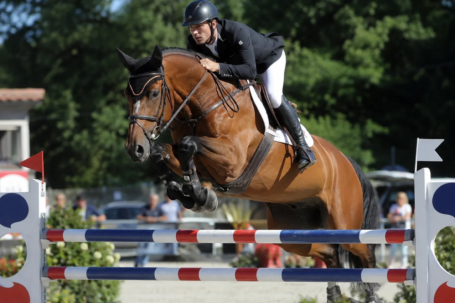 Selle Français horse in mid-show jump, demonstrating its power and agility in competition.
