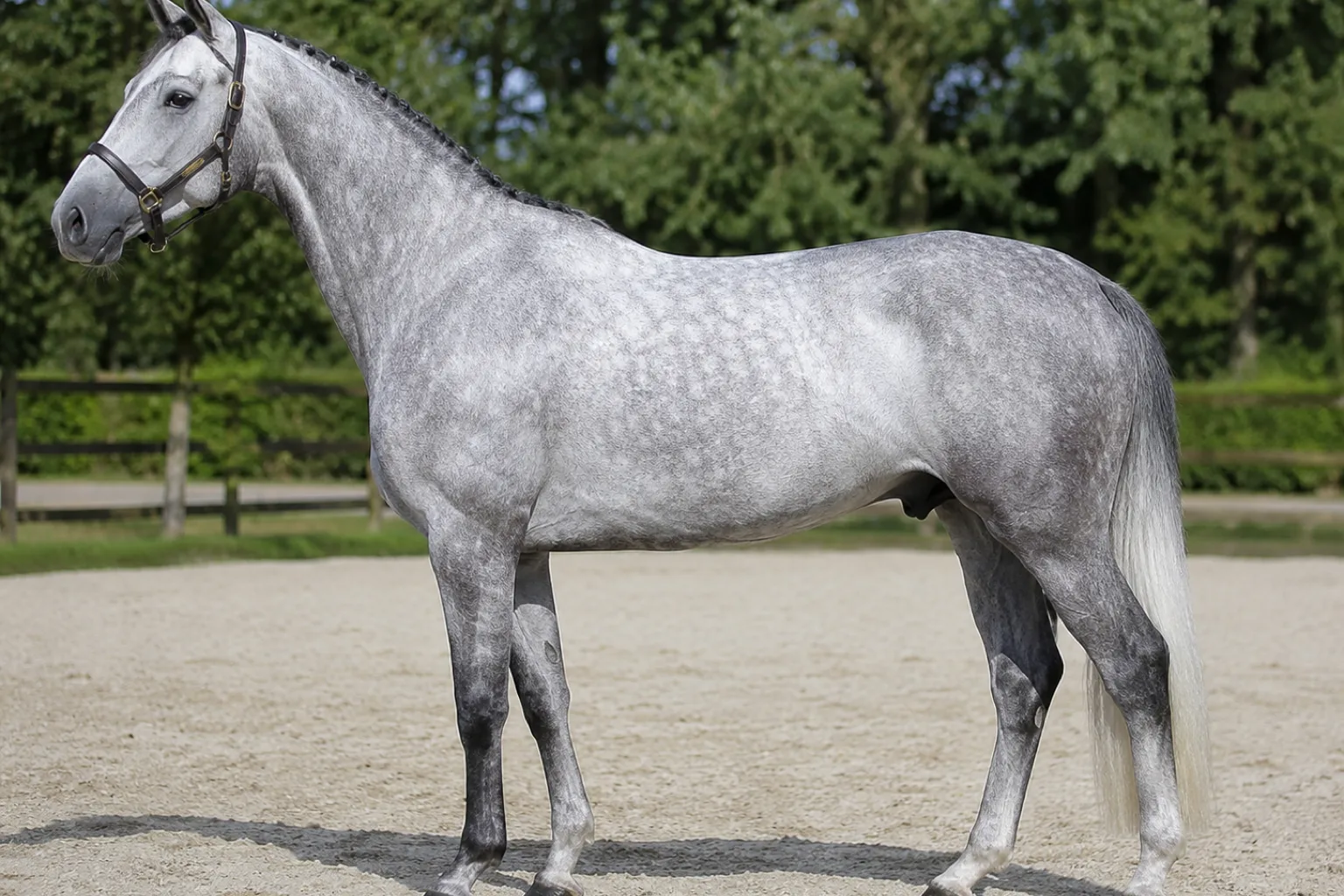 Grey Selle Français horse, highlighting its coat color and the quality of its mane and tail.