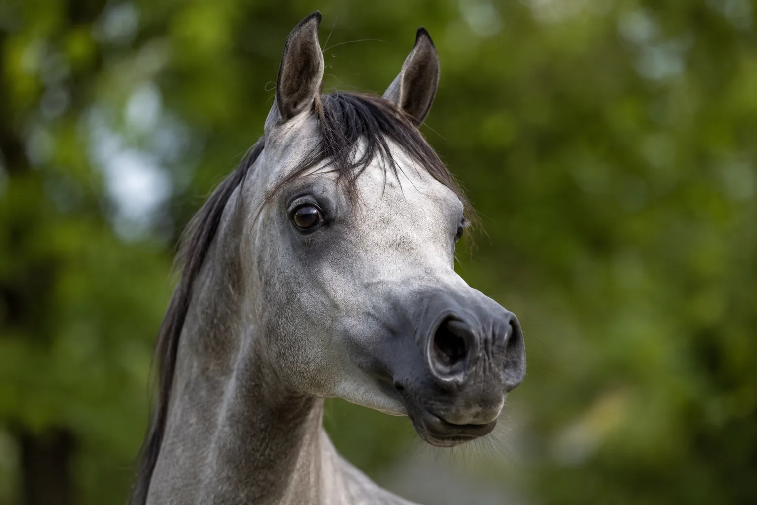 Close-up portrait of a Shire horse's head, with its large, gentle eyes and straight profile.