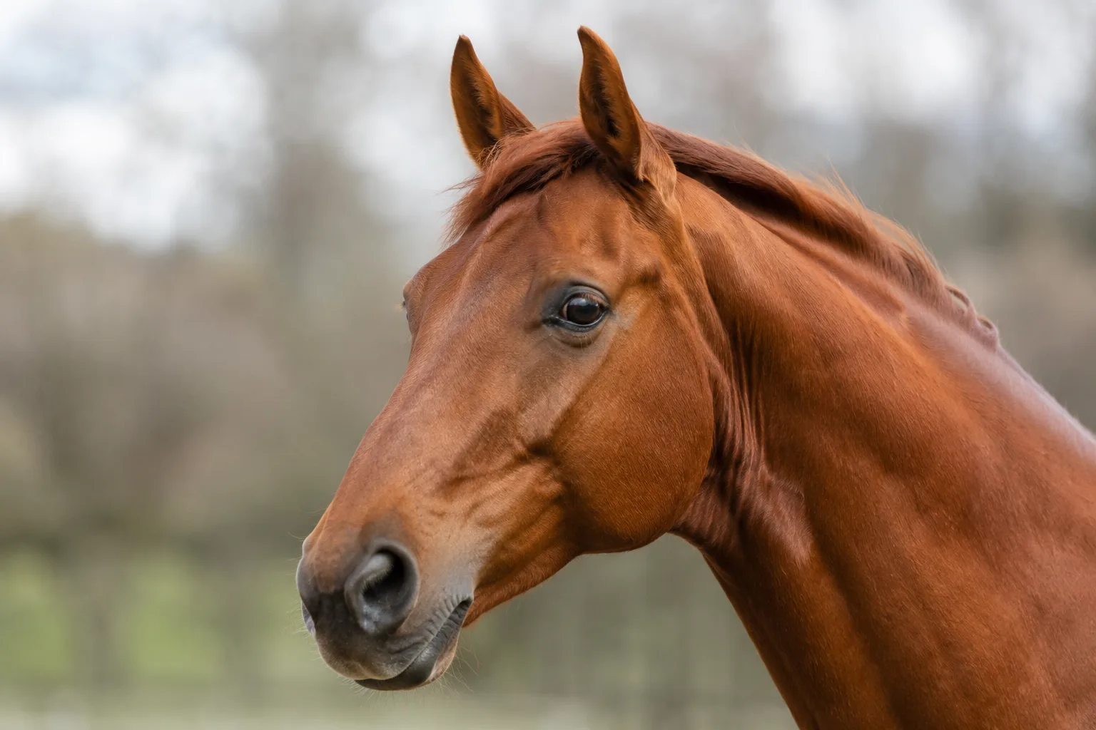 Portrait en gros plan d'une tête de cheval Trakehner alezan, avec un regard vif et un profil droit.
