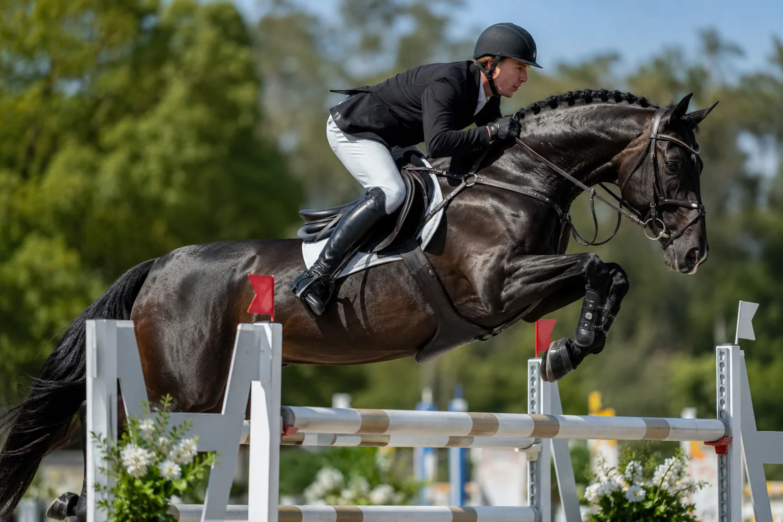 Cheval Trakehner en plein galop, sautant un obstacle lors d'une compétition de saut d'obstacles.