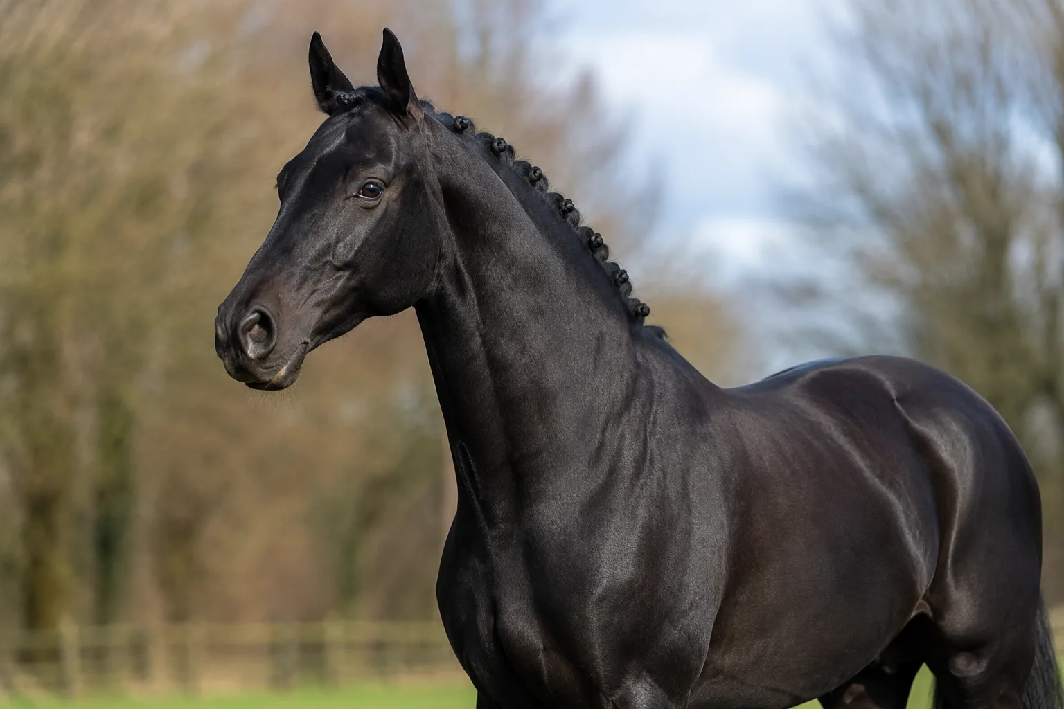 Cheval Trakehner noir, mettant en valeur la brillance de sa robe et l'élégance de son encolure.