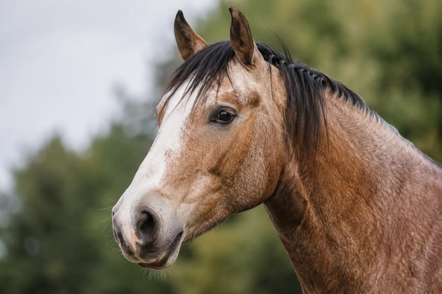 Close-up of a French Trotter's head, highlighting its lively eyes and straight profile.
