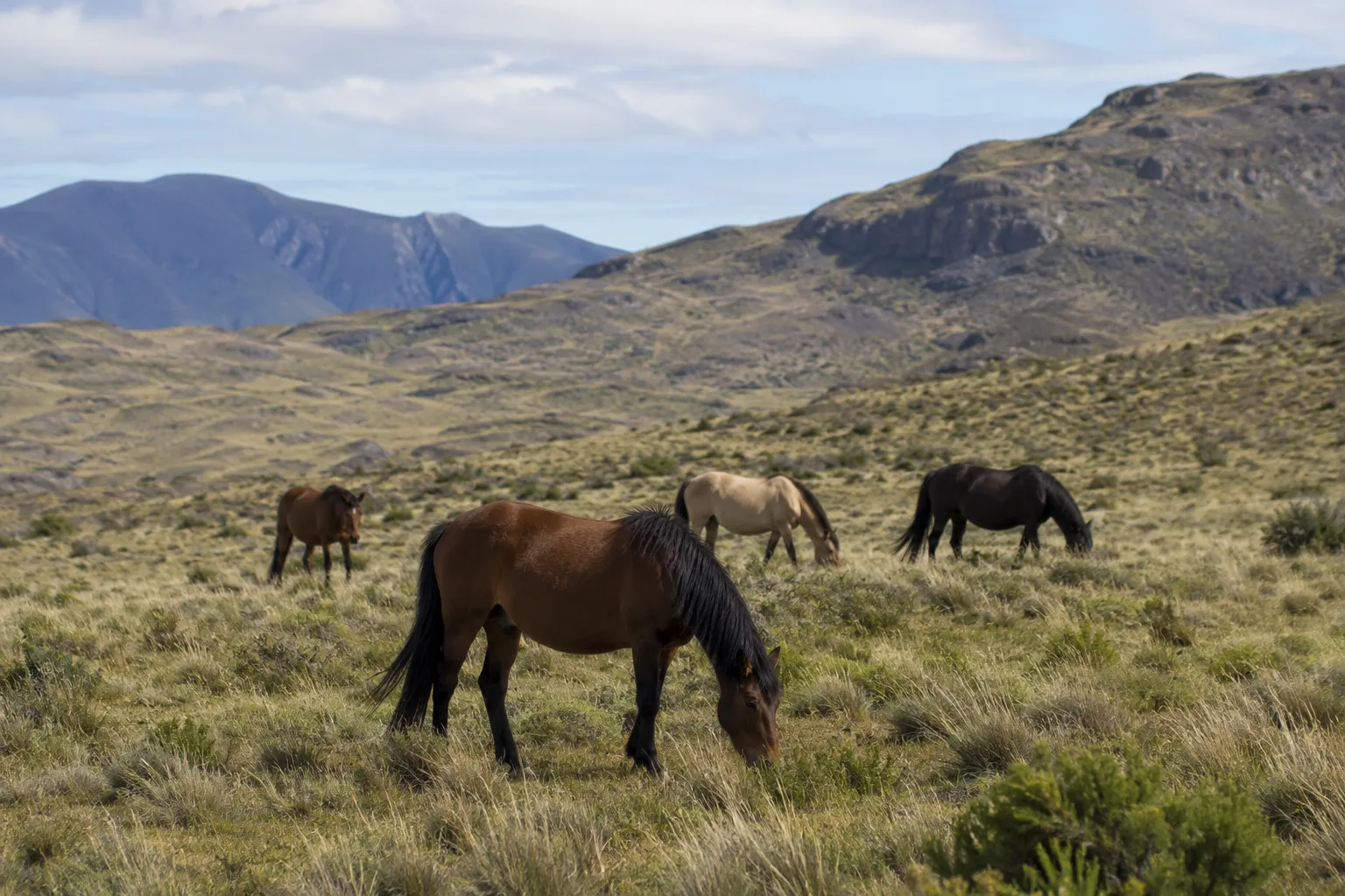 Several French Trotters grazing in a large meadow in Normandy, under a clear sky.