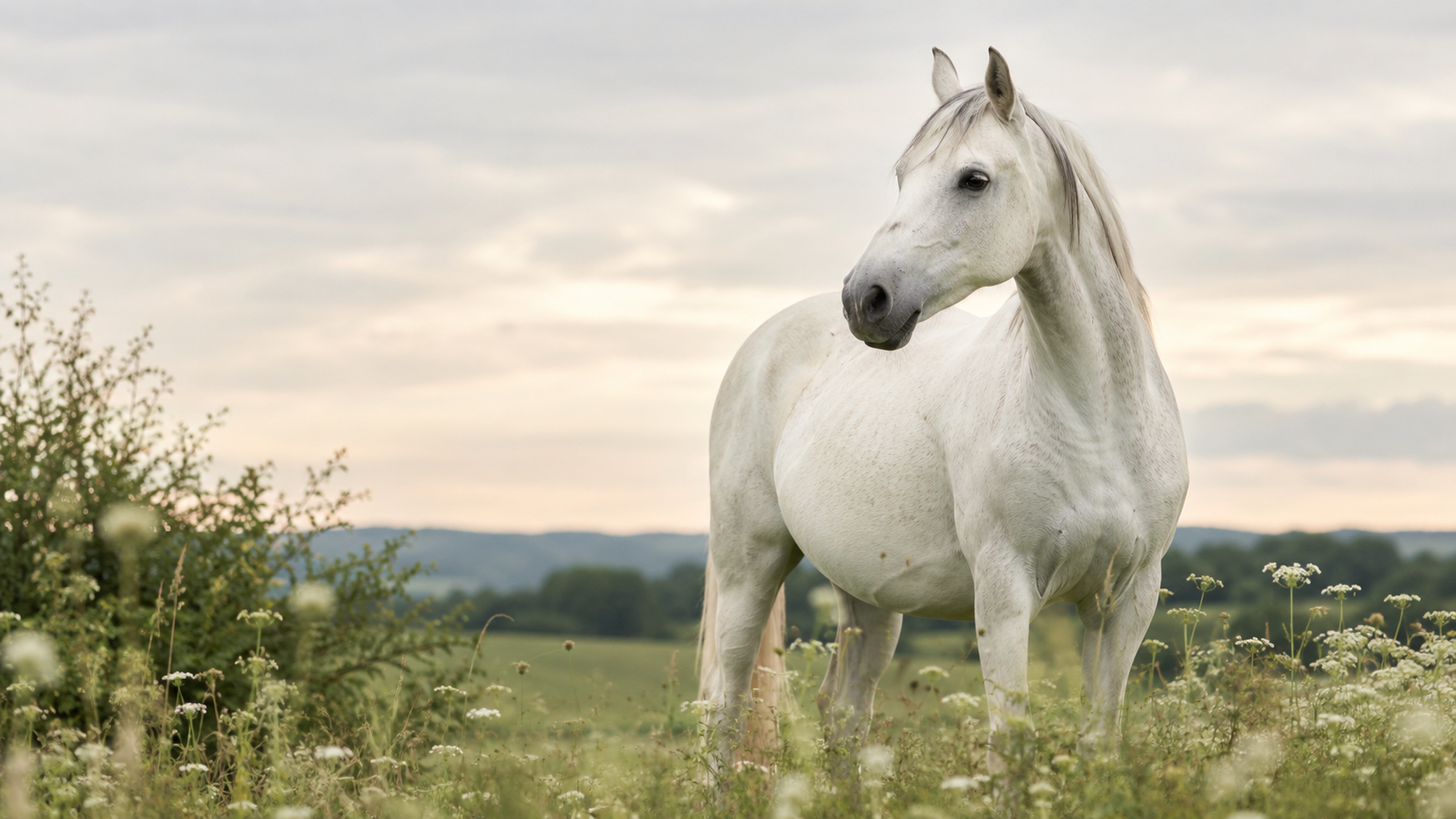 Glossaire équin utile : gestion et soins équins documentés avec Equio. Documentation équine avec Equio, l'application d'aide à la décision pour les chevaux.