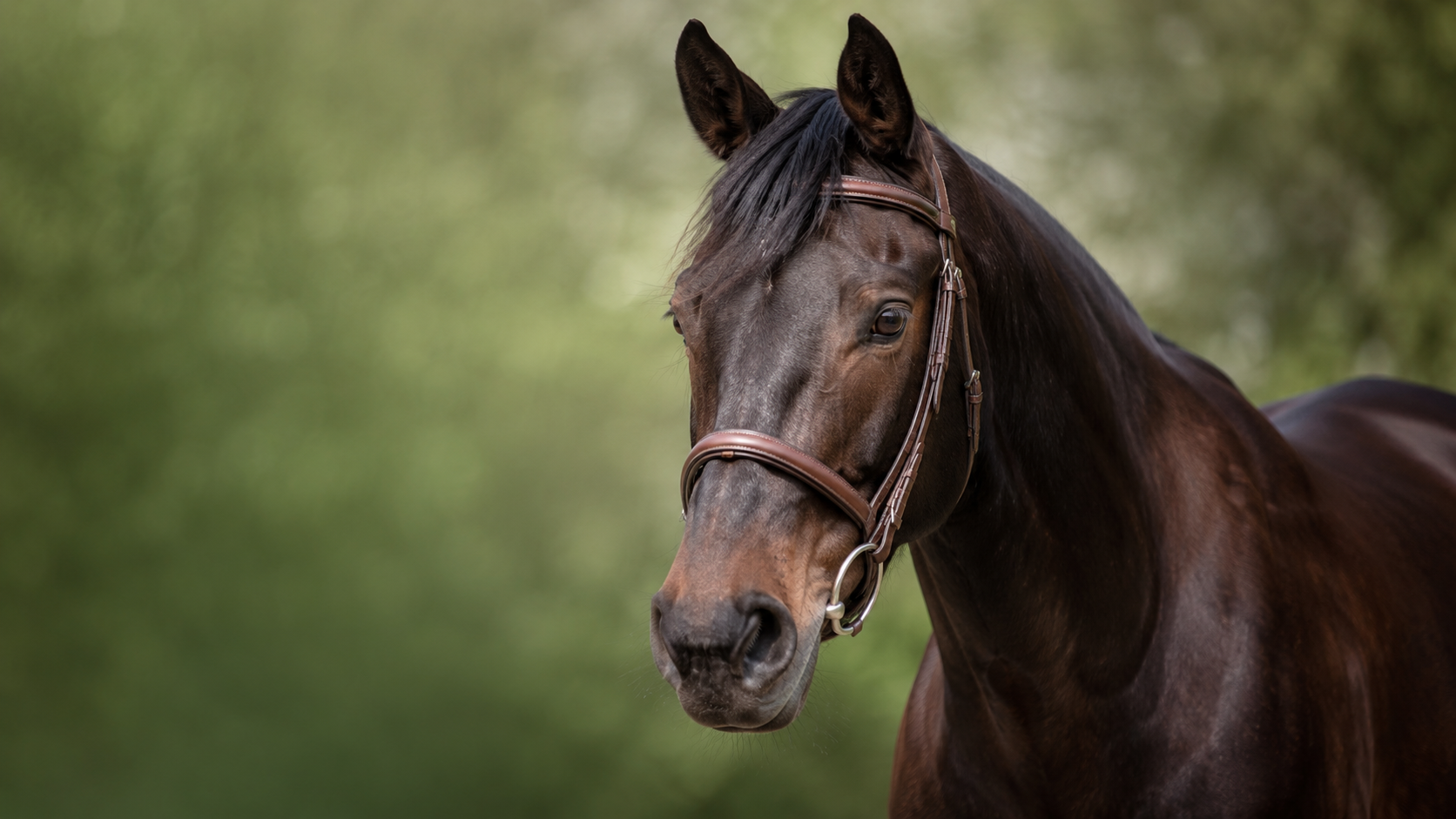 Poisonous plants for horses : equine care and management documented with Equio app. Documentation équine avec Equio, l'application d'aide à la décision pour les chevaux.