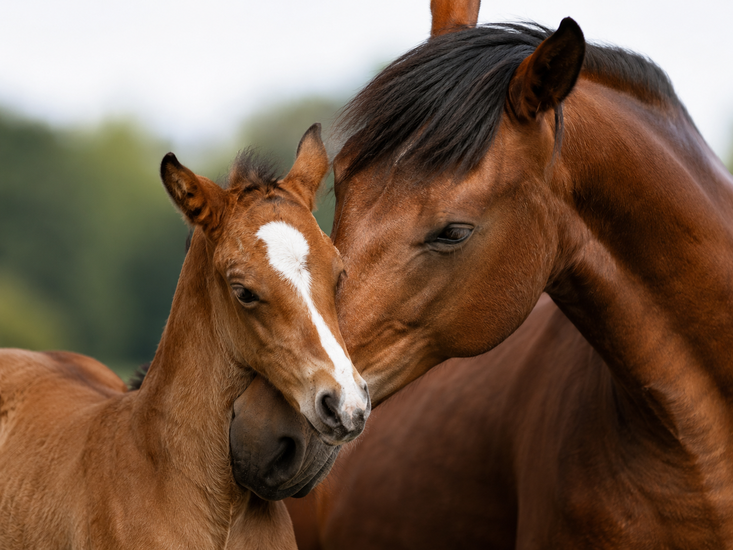 Percheron : identification de race équine, robe du cheval, morphologie et notation de l'état corporel. Gestion complète du profil et de l'identité du cheval.