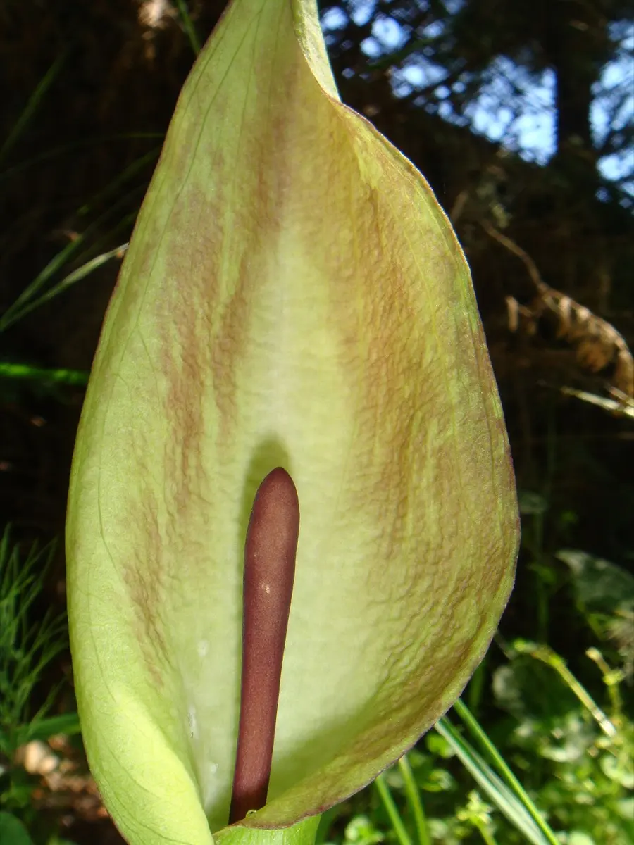 Arum tacheté (Arum maculatum)