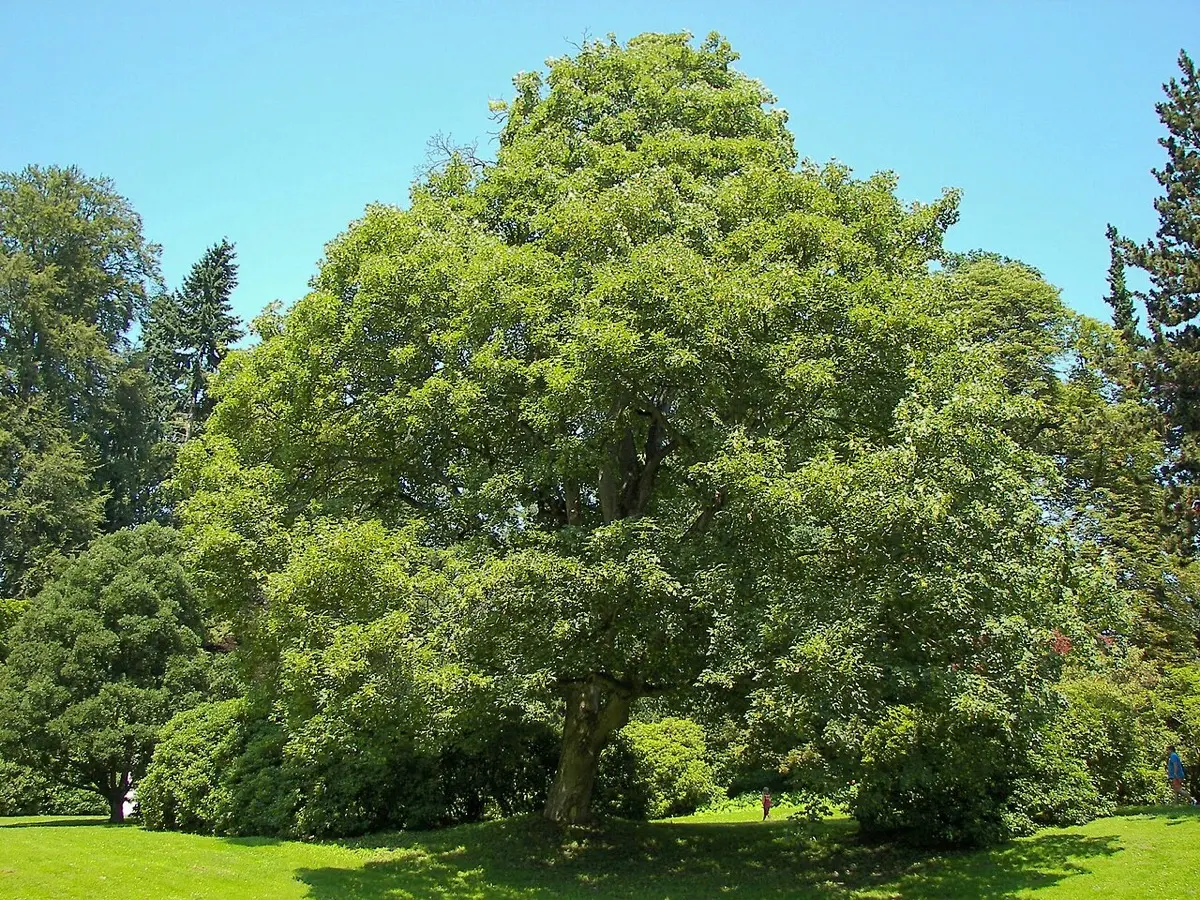 Érable sycomore (Acer pseudoplatanus)