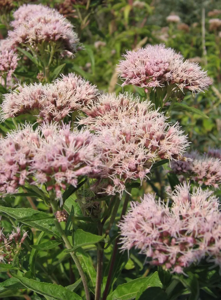 Eupatoire chanvrine (Eupatorium cannabinum)