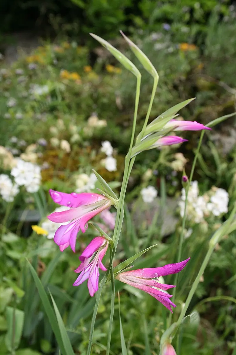 Glaïeul (Gladiolus spp.)
