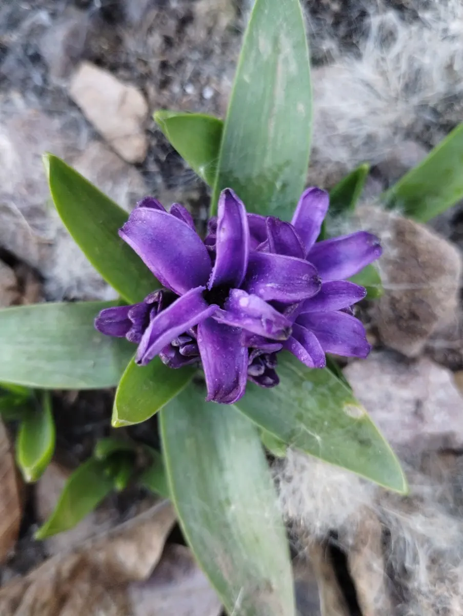 Jacinthe (Hyacinthus orientalis)