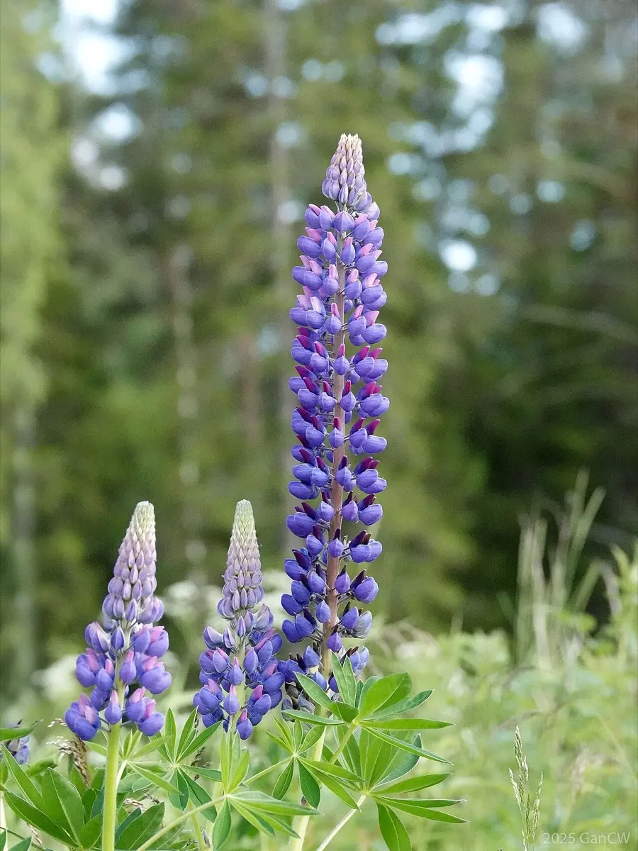 Lupin (Lupinus spp.)