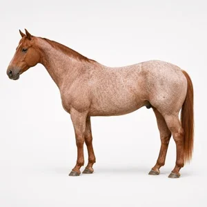 Cheval de robe Rouan alezan
